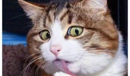 娱乐吃瓜酱小猫被薅起来,薅猫事件背后的真相